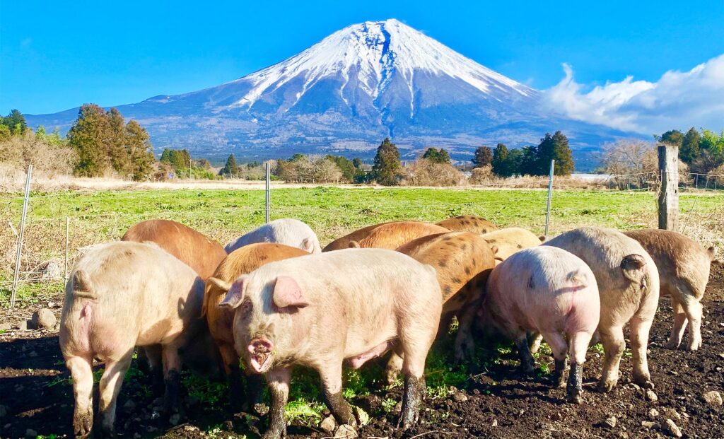 抗生物質不投与の放牧豚